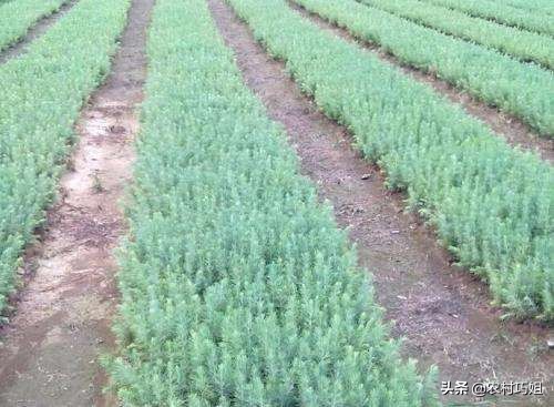 雪松育苗,雪松怎么播种