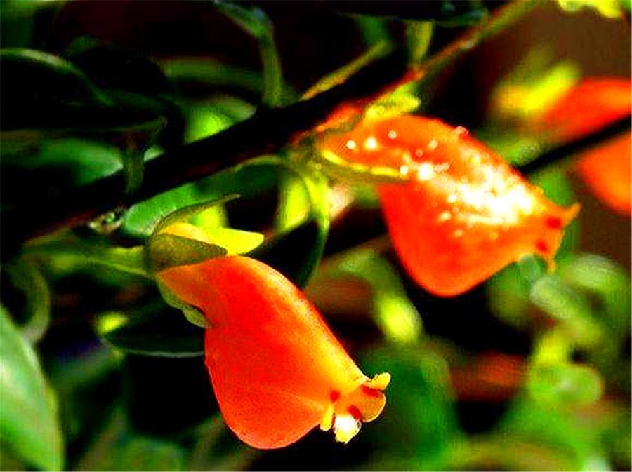 金鱼吊兰在花期需要控水吗,金鱼吊兰开花期间怎么浇水