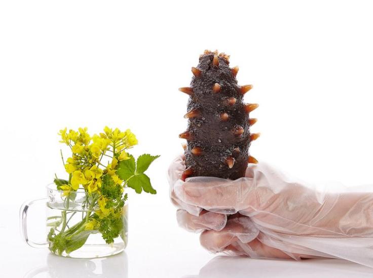 怎样鉴别参龄海参,怎样判断海参是几年参