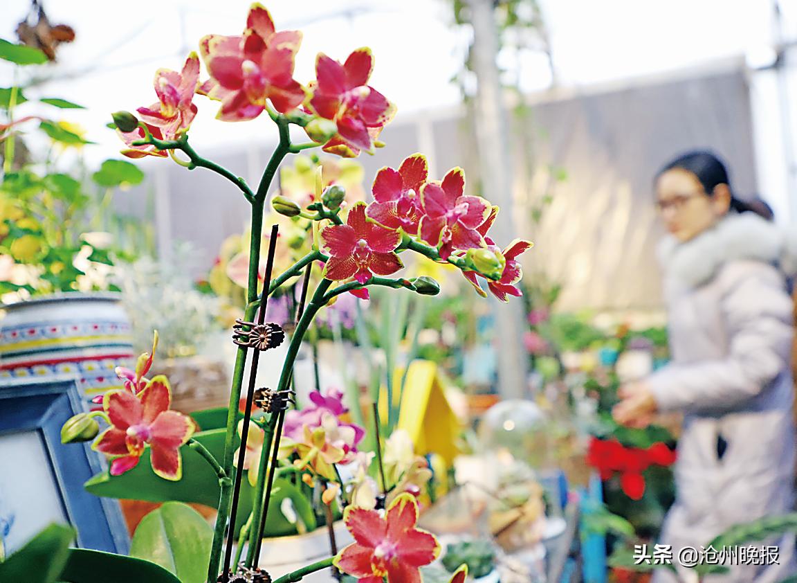 狮城年味有什么好玩的,杭州文渊狮城年味正浓