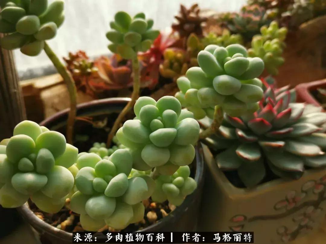 北方阳台多肉怎么过冬,北方阳台多肉