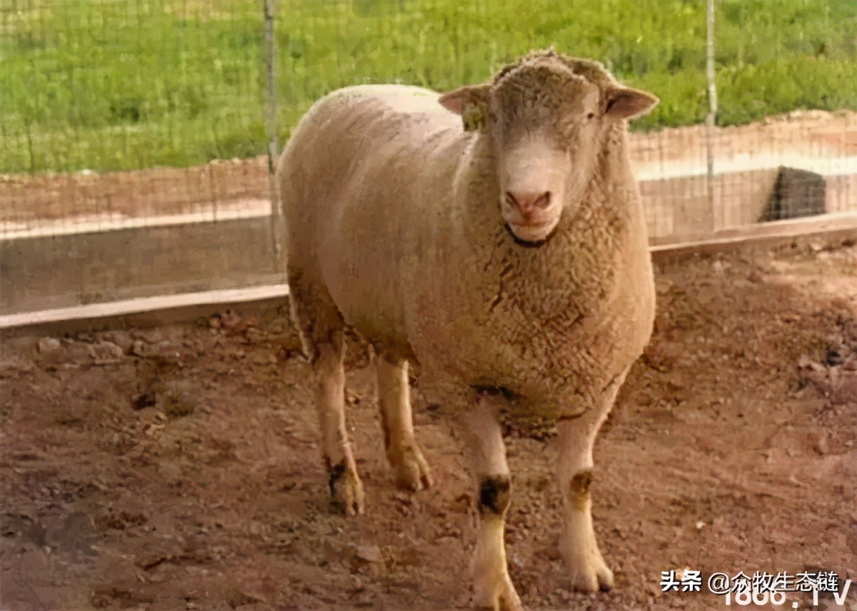 世界上最好的羊是哪个羊,世界最好的羊排名前十