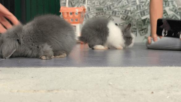 西安有哪些可以撸兔子的店,西安撸兔子的店