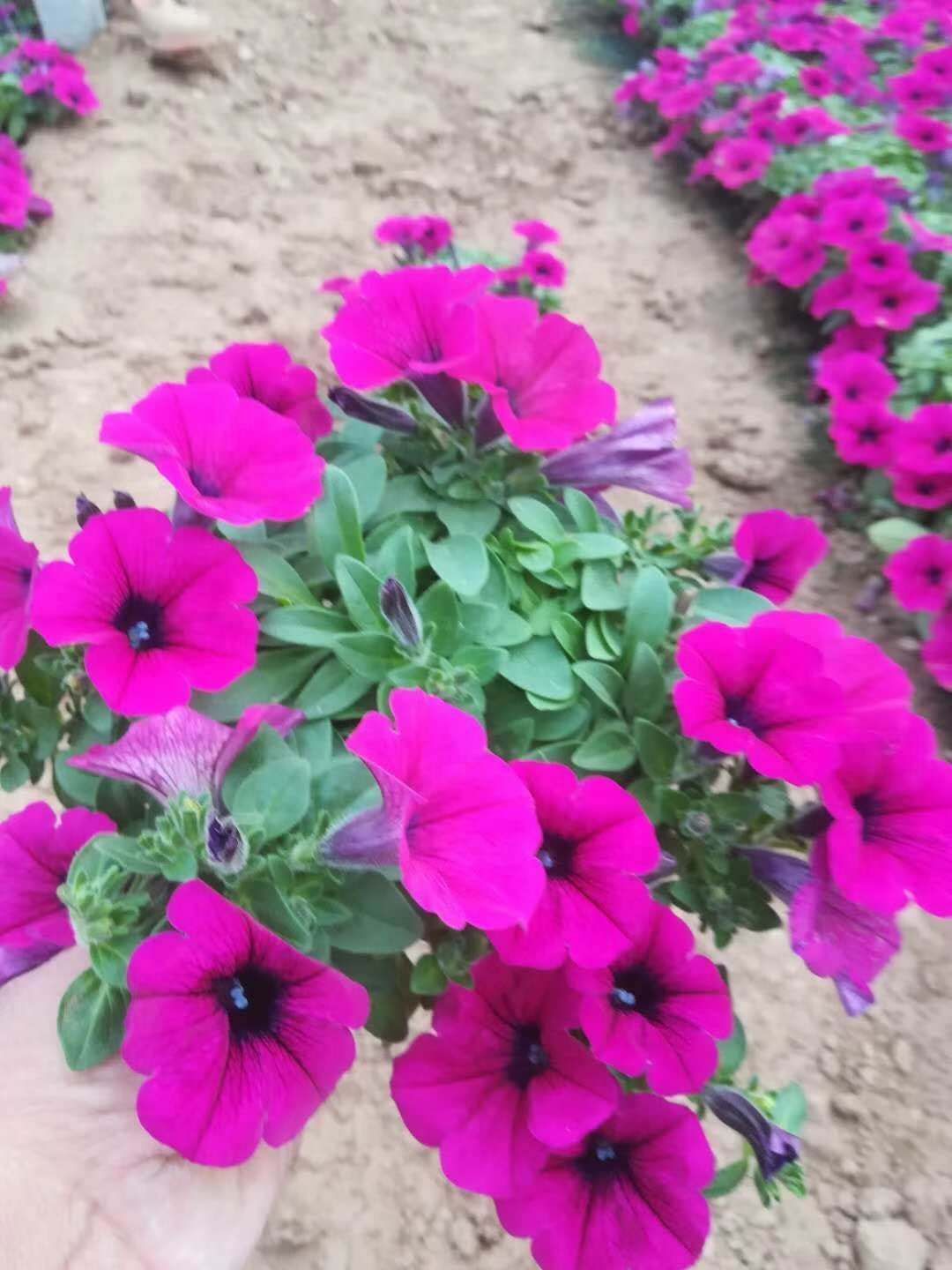 青州市芳润花海景观草花苗木,青州草花地被苗木供应