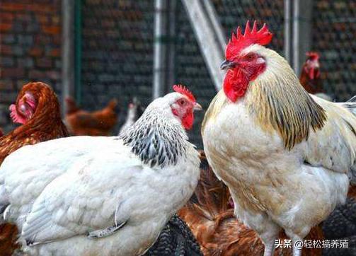 鸡得心包炎是什么病,鸡得了心包积液怎么治