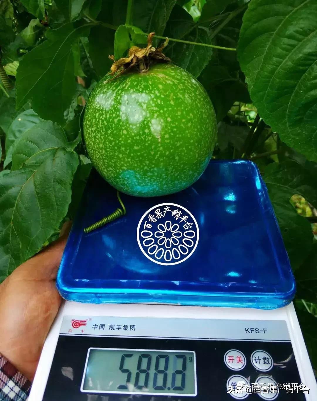 怎么分辨黄金百香果树苗的真假,紫色百香果与黄金百香果有何区别