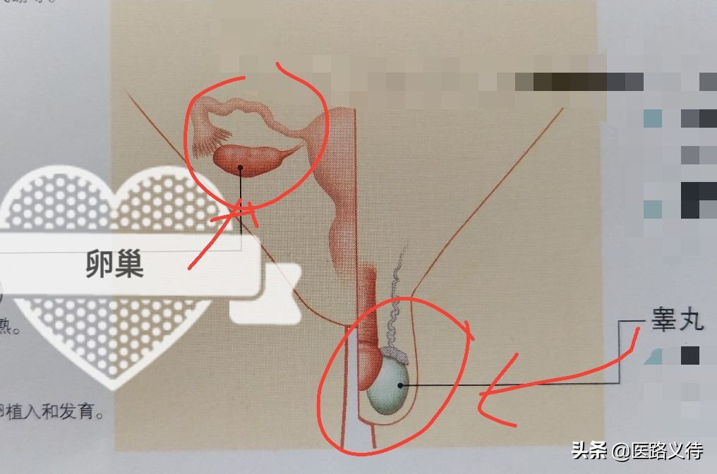 内分泌腺体的作用,内分泌有哪些重要的腺体