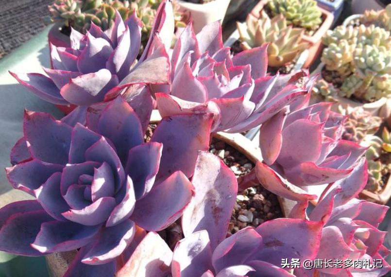 几款好看的厚叶型多肉,超大型多肉薄叶三仙广寒宫
