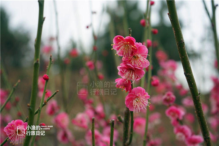 西安秦岭花海一日游,西安周末爬山赏花推荐