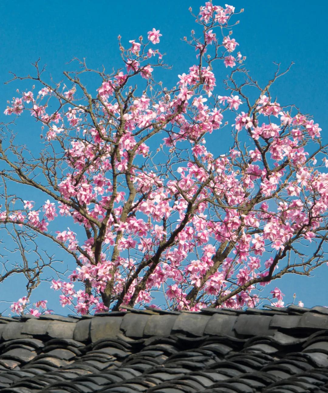 李子柒家乡成旅游景点,李子柒乡愁