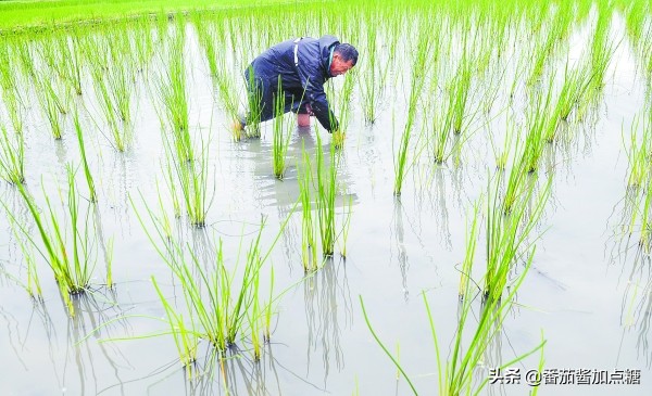 荸荠高产栽培新技术,新型高产荸荠亩产7000斤