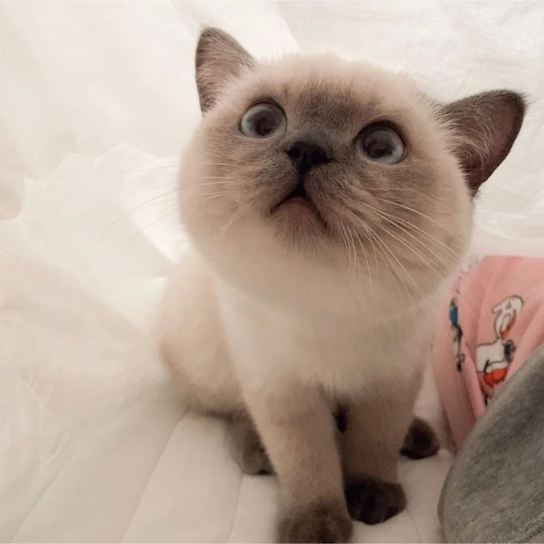 煤老板爆红完整版,煤老板ins