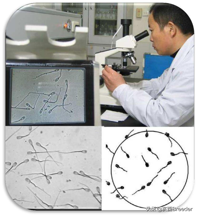 羊的人工授精技术规程,羊人工授精技术规程