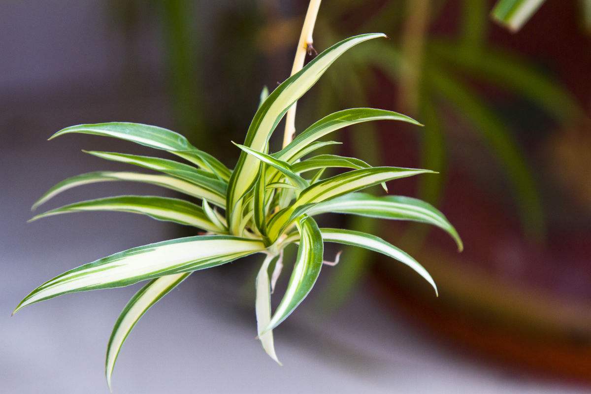 吊兰花卉盆栽品种,吊兰奇特养法