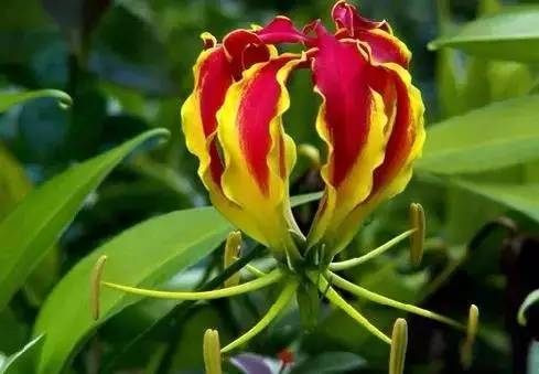 各国国花展示视频,各国国旗国徽国花