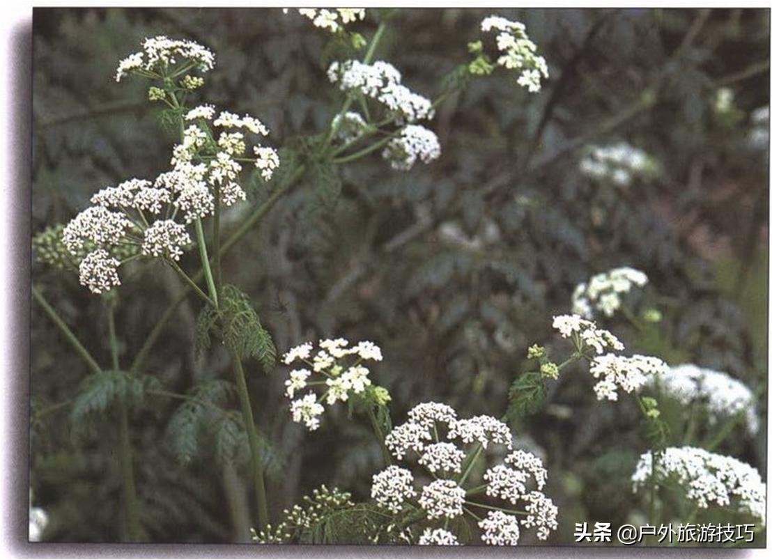 实用野外植物手册推荐,野外有毒植物盘点