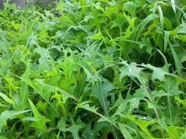 农村常见野花野草,这些野菜农村随处见