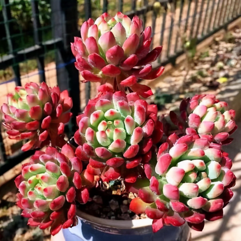 他养多肉10多年，总结出9个易出“高价老桩”的品种，适合新手