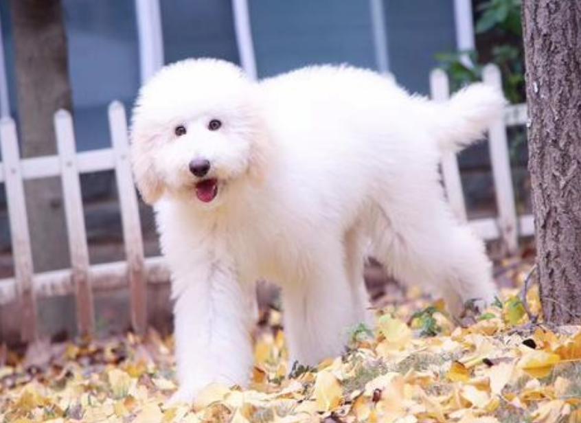 巨型贵宾犬好养吗,巨型贵宾犬多少钱一只灰色的卷毛