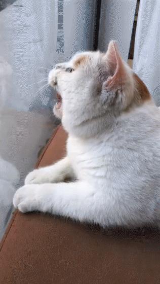 全网最委屈的猫主子,全网最委屈的小奶猫