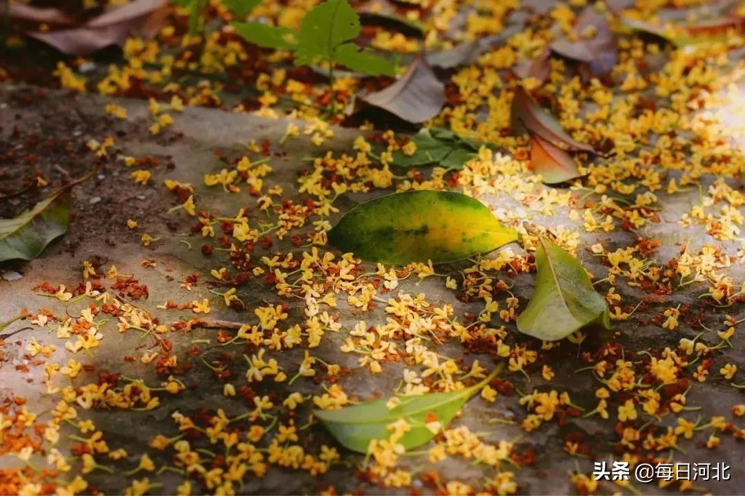 黄金寨免费景点大全,黄金寨一元门票能玩什么