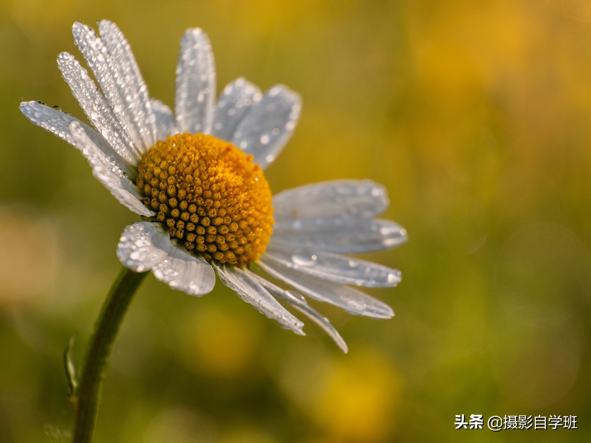 拍花朵怎么拍出来的又多又好看,怎样拍摄小花朵最好看