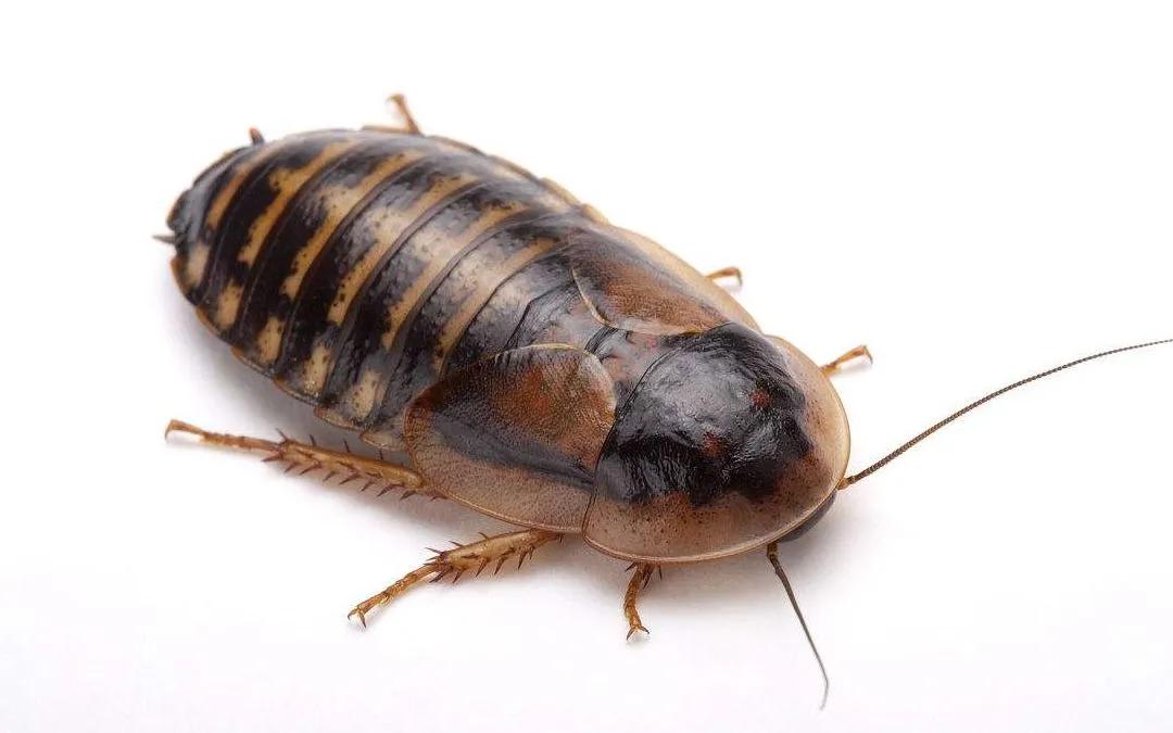 这种会吃蟑螂的小可爱，真的不考虑养一只嘛？