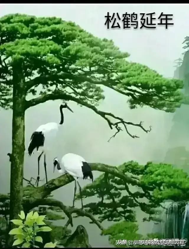 山水花鸟图片欣赏及名称,画花鸟鱼虫活灵活现