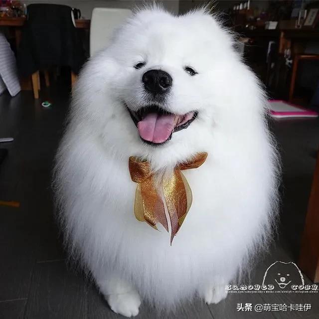 萨摩耶和柯基谁长得大,萨摩耶和柯基哪个长得大