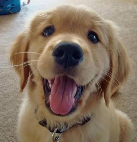 挑选金毛的正确方法,挑选金毛怎样才能挑选到好的