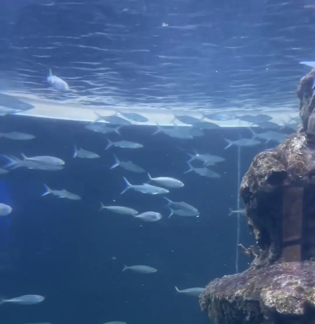 黄金海岸沙雕海洋乐园梦幻水世界,美爆了2019首届奇幻星空海洋馆