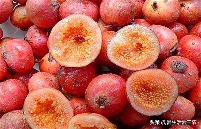 吃过这八种野果说明你真是农村人,农村常见的八种野果你吃过几种