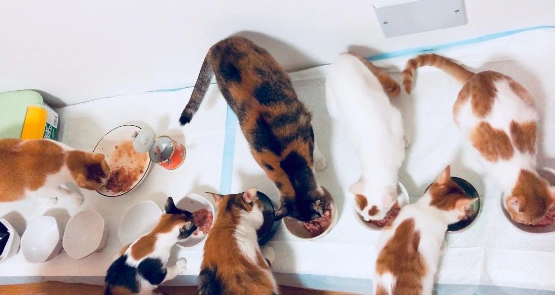 养过猫的房子味道大怎么去除味道,被子上猫的味道怎么去除