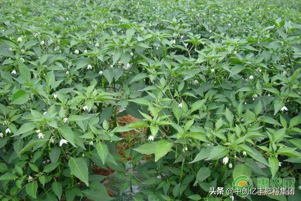 辣椒叶子脱水干了,种植辣椒叶子卷了是怎么回事