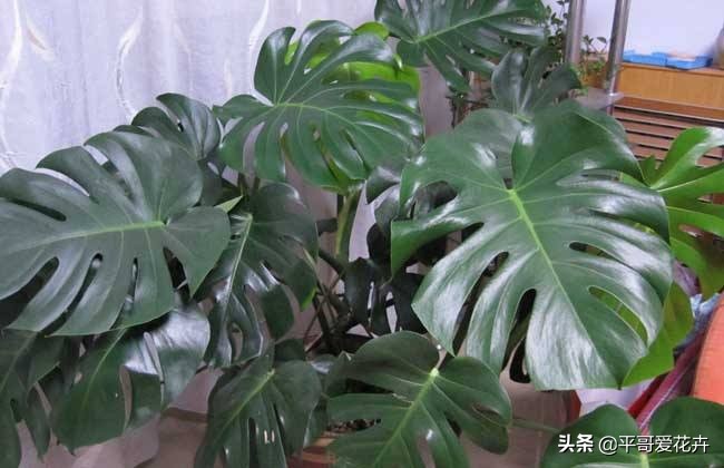 龟背竹叶片发黑是什么原因,龟背竹叶片发黄解决方法