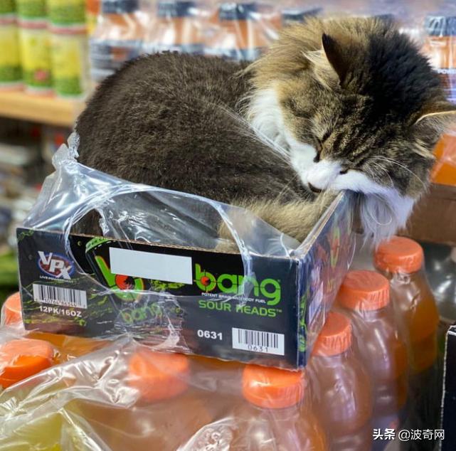 很火的宠物猫名字有哪些,比较出名的宠物猫店铺名字