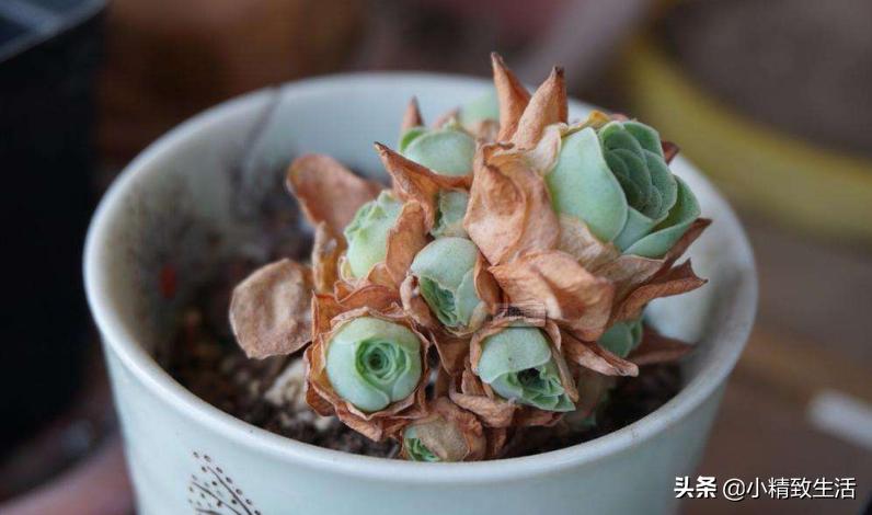 多肉植物有枯叶怎么办呢,多肉植物的枯叶要摘了吗