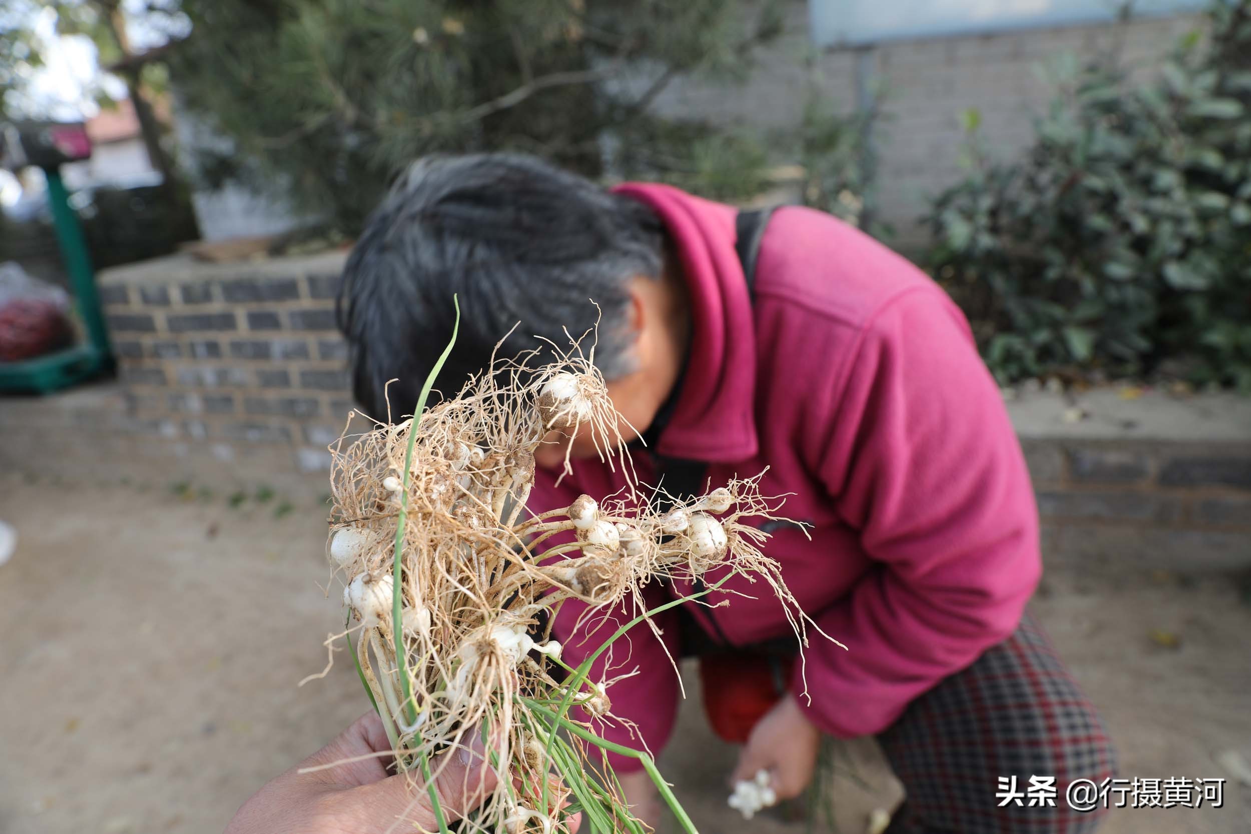 河南5旬大妈村口卖“野味”，干得还是无本生意，收入让她很意外