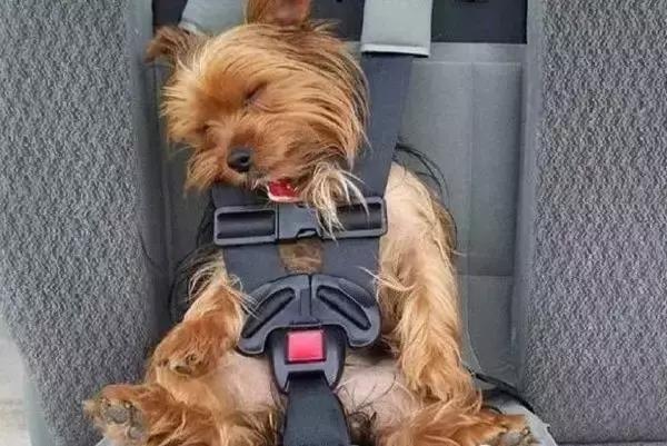 狗狗晕车吐了主人看到也吐了,狗狗晕车呕吐怎么办最有效方法