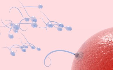 没有结合的精子跑哪儿了