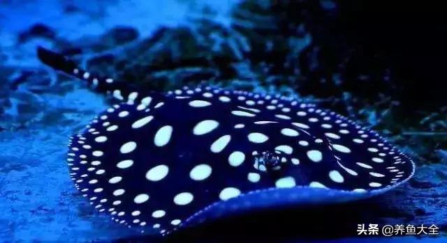 龙鱼混养打架怎么办,龙鱼混养要怎么样才不打架