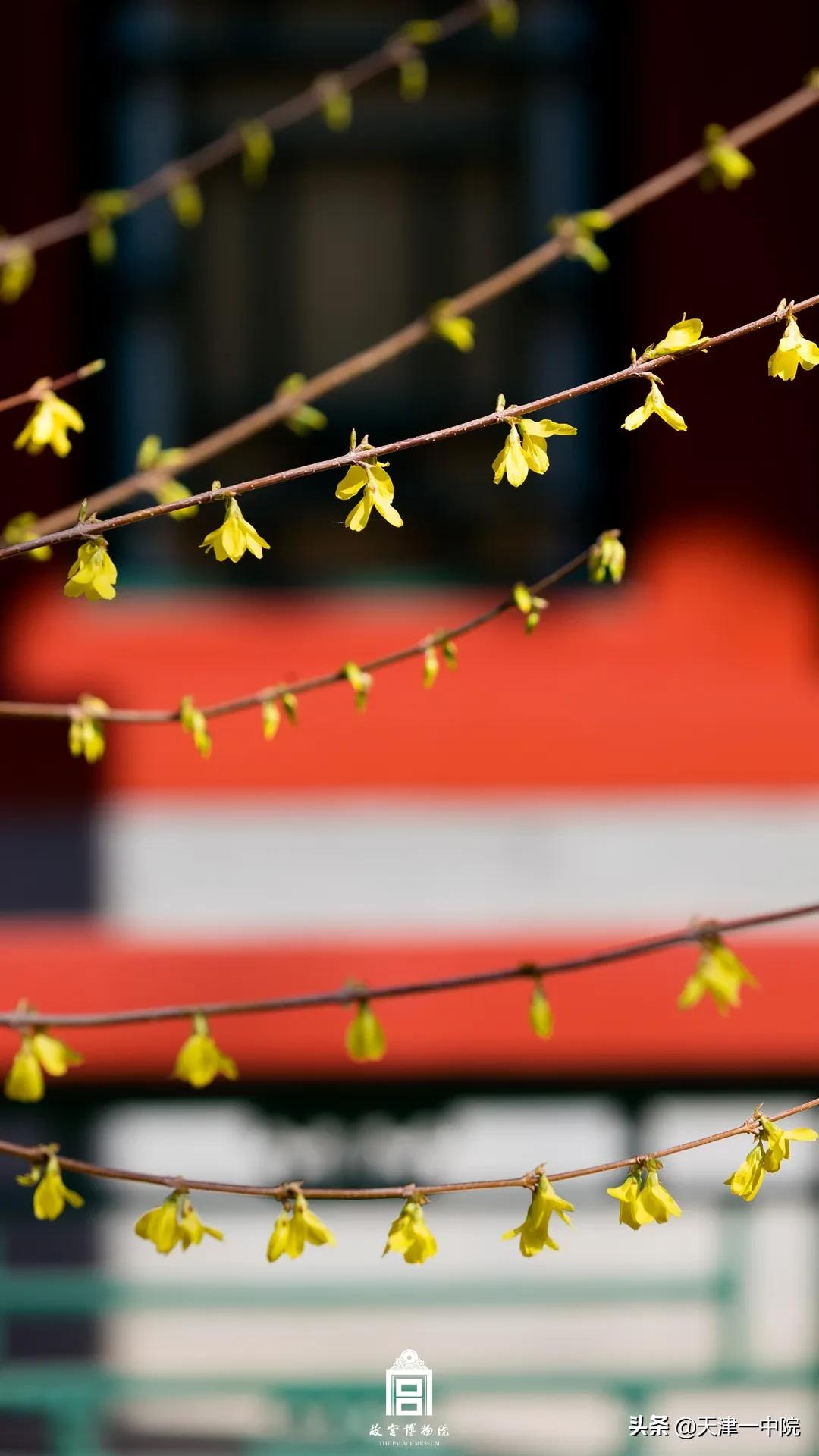 故宫重新开放！这一季错过的春色统统还给你