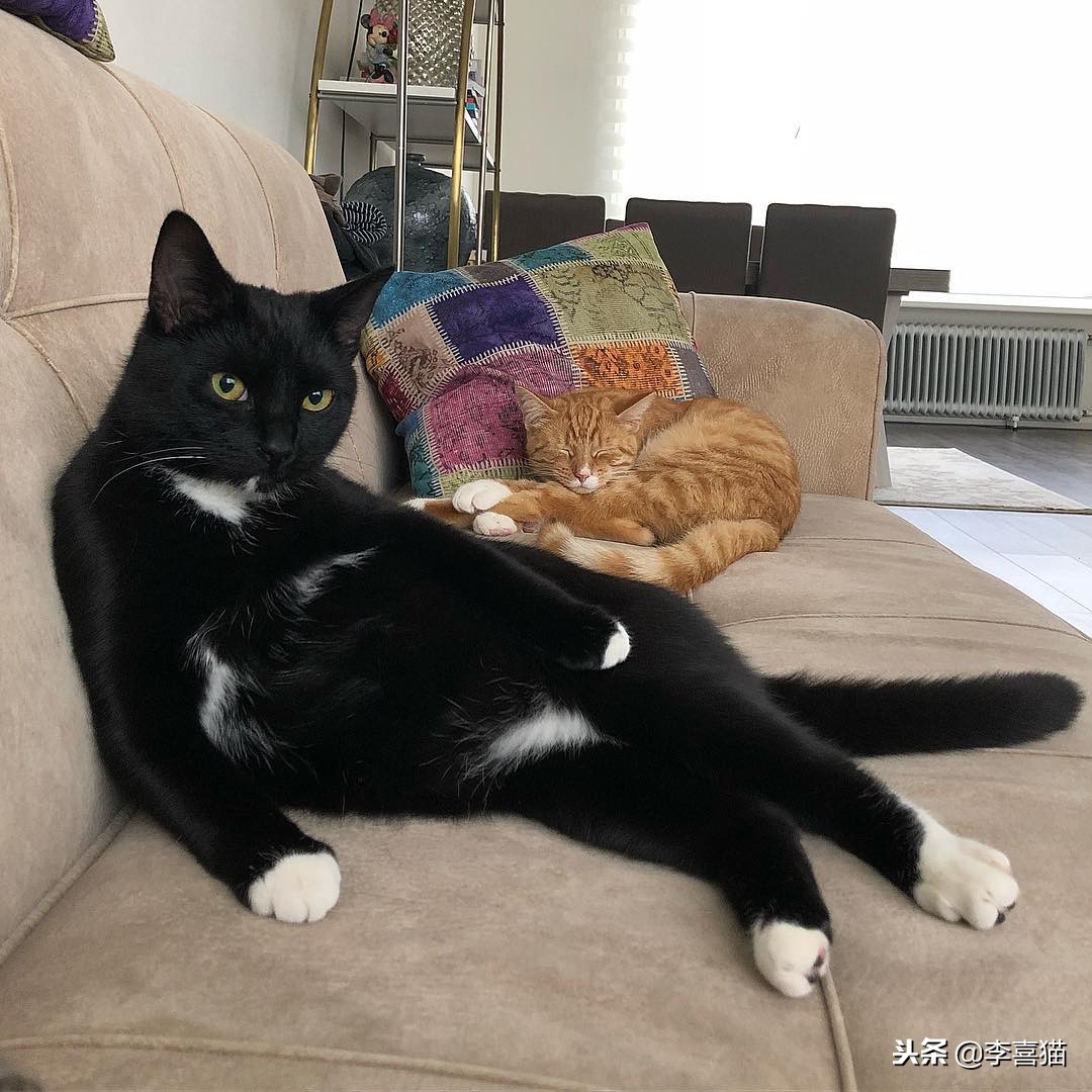 猫咪怀孕铲屎官要怎么办,猫咪怀孕生娃吃什么