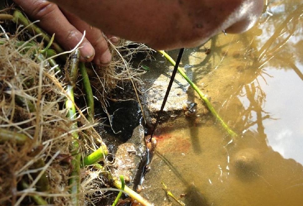 钓黄鳝出洞技巧,黄鳝钓黄鳝怎么钓