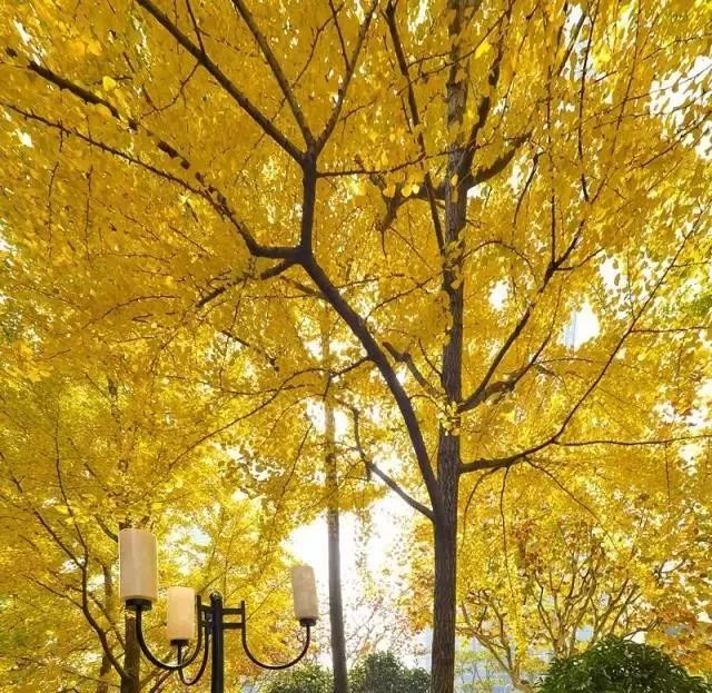 上海银杏叶打卡的地方,上海周边哪里有银杏叶