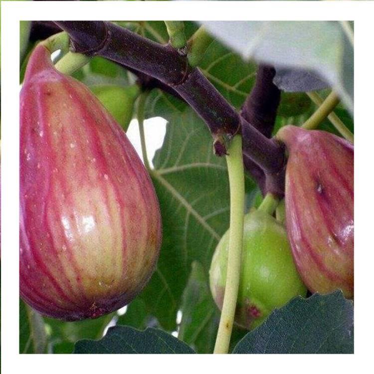 无花果育苗剪枝工艺流程,无花果的整枝技术