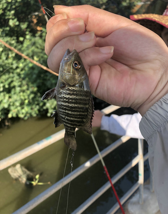 江苏一河沟里出现大量“巨型土憨巴”，其实这是一种海里的沙光鱼