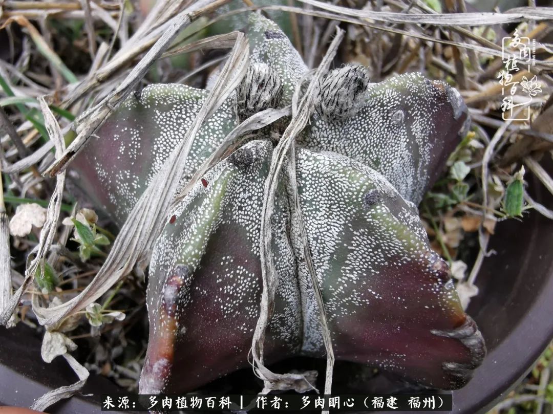 唯美雅致意境飘逸的多肉,蝶舞悠然多肉视频