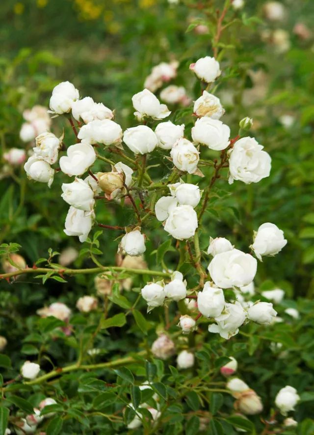 干货分享种植小技巧,混合花境设计与种植建议