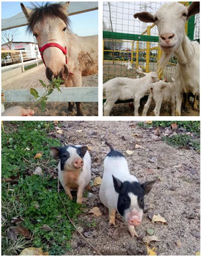 春末夏初,美美的三炫等你来